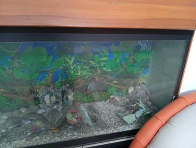 Best 3 feet Aquarium