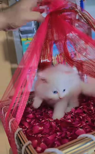 Cat Persian Persian kittens Blue eyes long hair 03/40\58/786\97