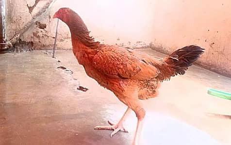 beautiful aseel female