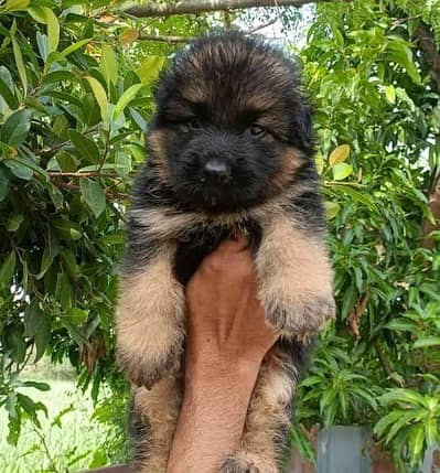 black Shepherd | German Shepherd puupy | long coat | gsd dog
