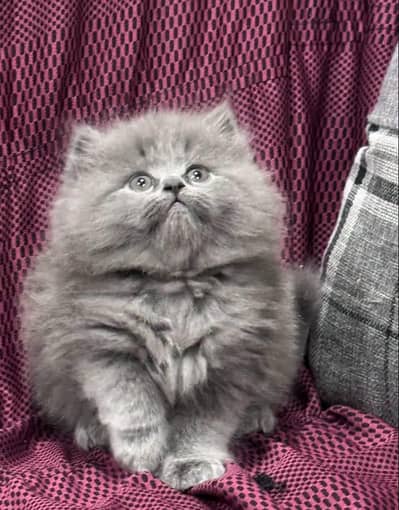 Cat Persian Persian kittens Blue eyes long hair 03/40\58/786\97