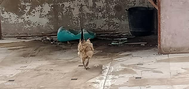 misri murgi home breed