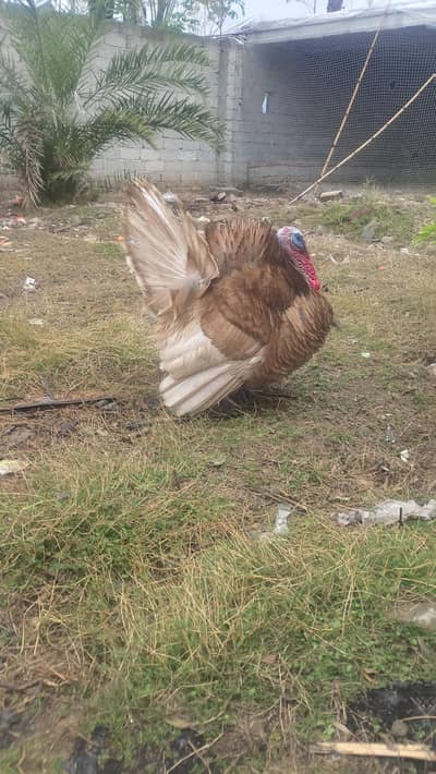 red turkey male full active