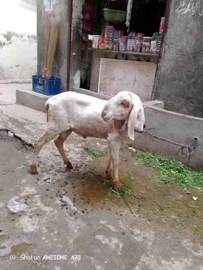 male bakra