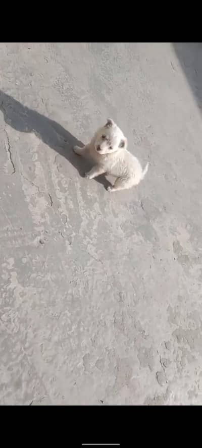 white colour female full active dog pure Russian female