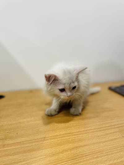 Persian Cat - Triple Coated - Female
