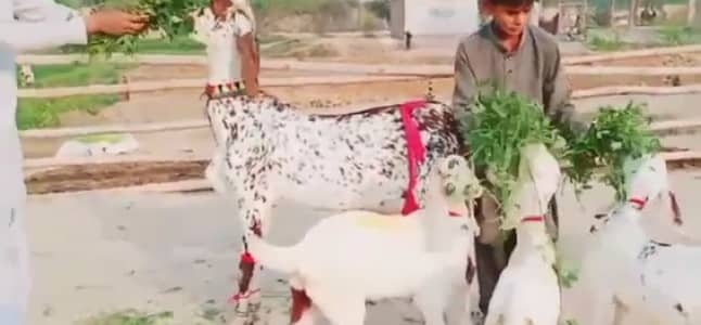 3 Bacchon Ka Sath Makka Chini Bakri For Sale,, 03102729869
