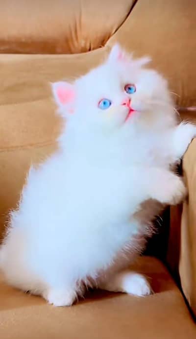Cat Persian Persian kittens Blue eyes long hair 03/40\58/786\97