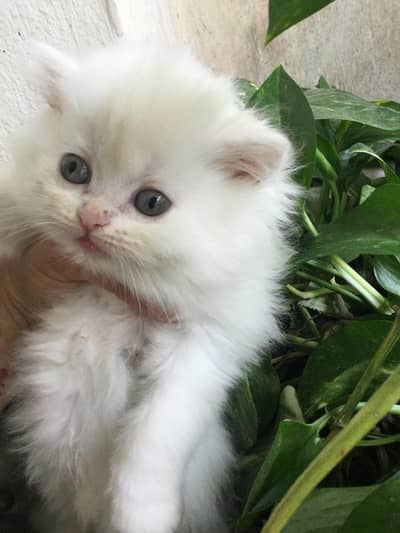 White Persian Pair Kittens