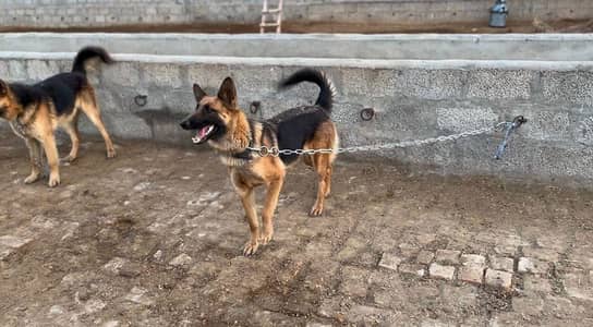 German Shepherd Pair available for sale