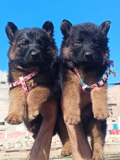 German Shepherd | long coat German Shepherd puppies | gsd dog