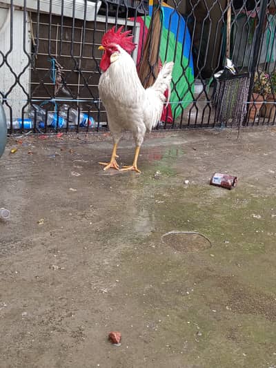 White Leghorn Murghay for Sale
