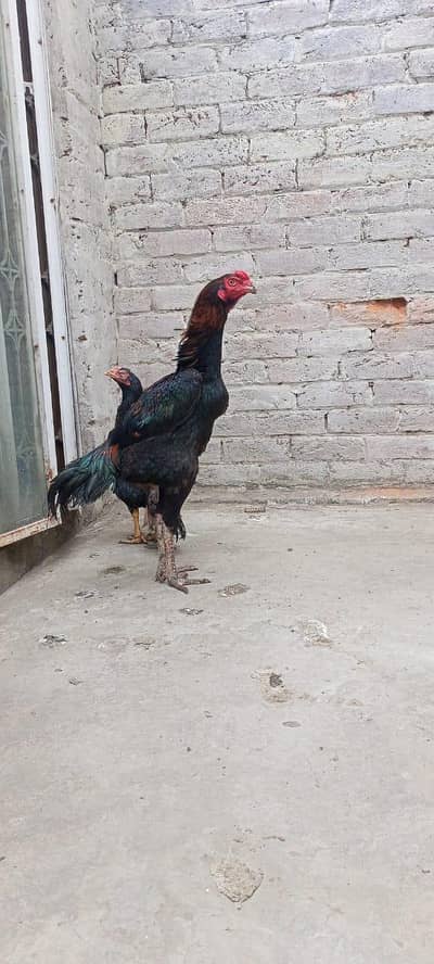 pure thai patha urgent sale