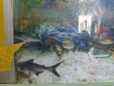 koi and blue line sharks