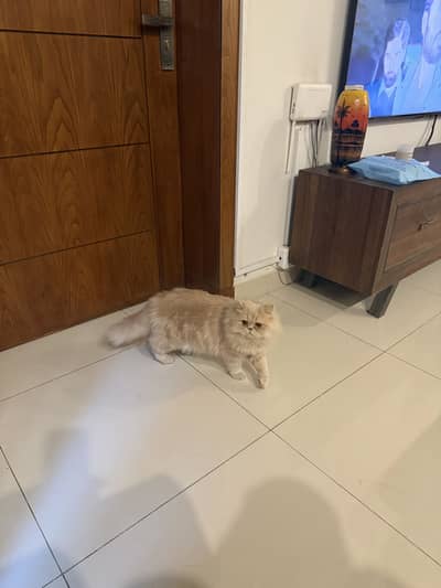 Punch Face Persian Cat