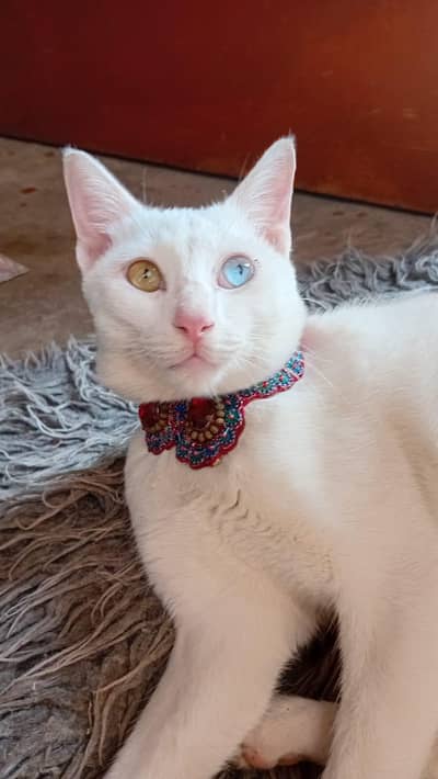 White Cat – Urgent Sale
