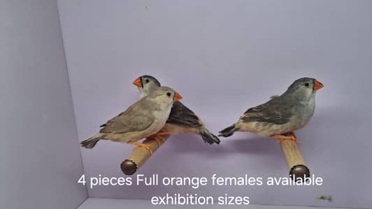 Zebra finch mutations in Exhibition sizes