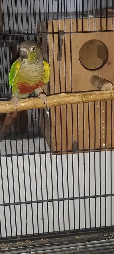 pineapple conure Yellow sided