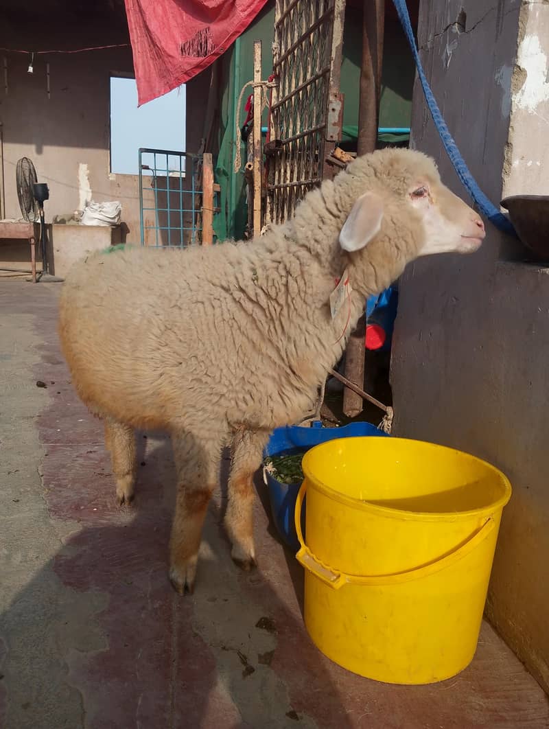 long tail top class 1