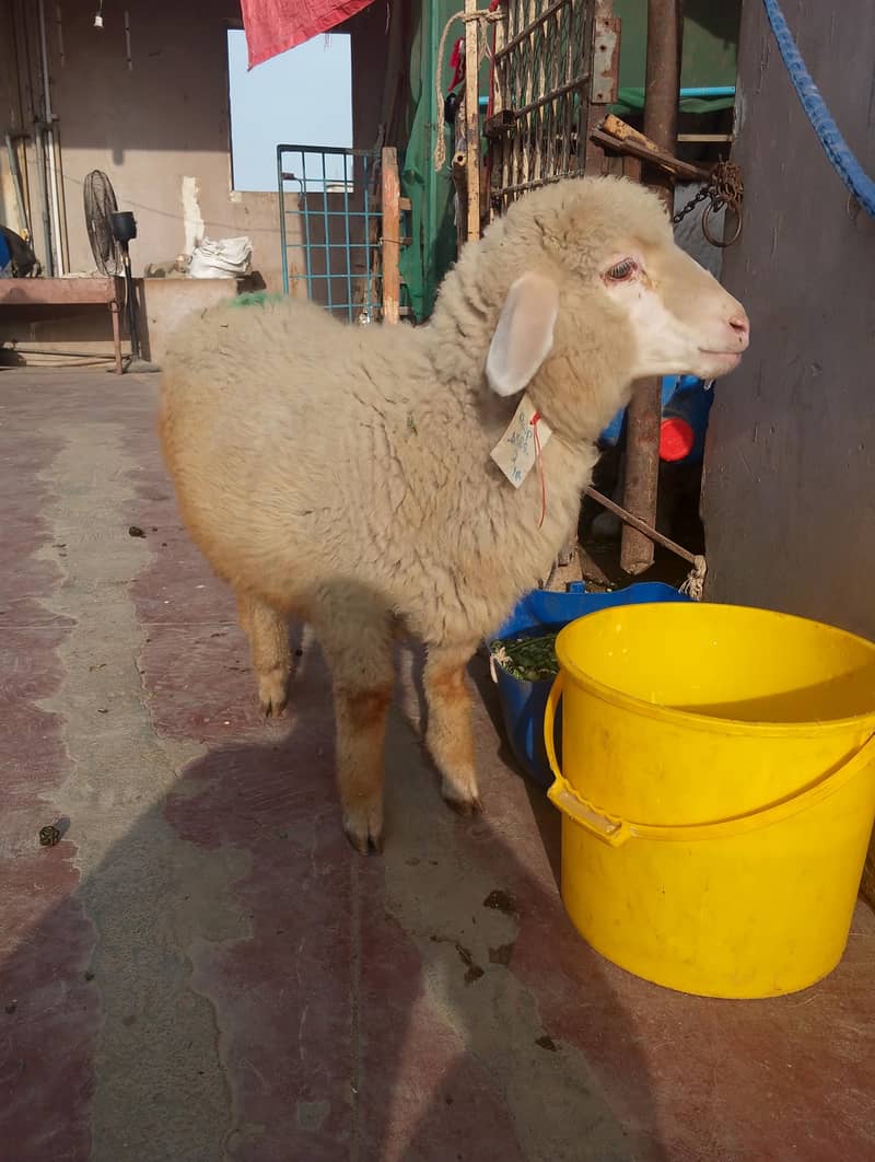 long tail top class 2