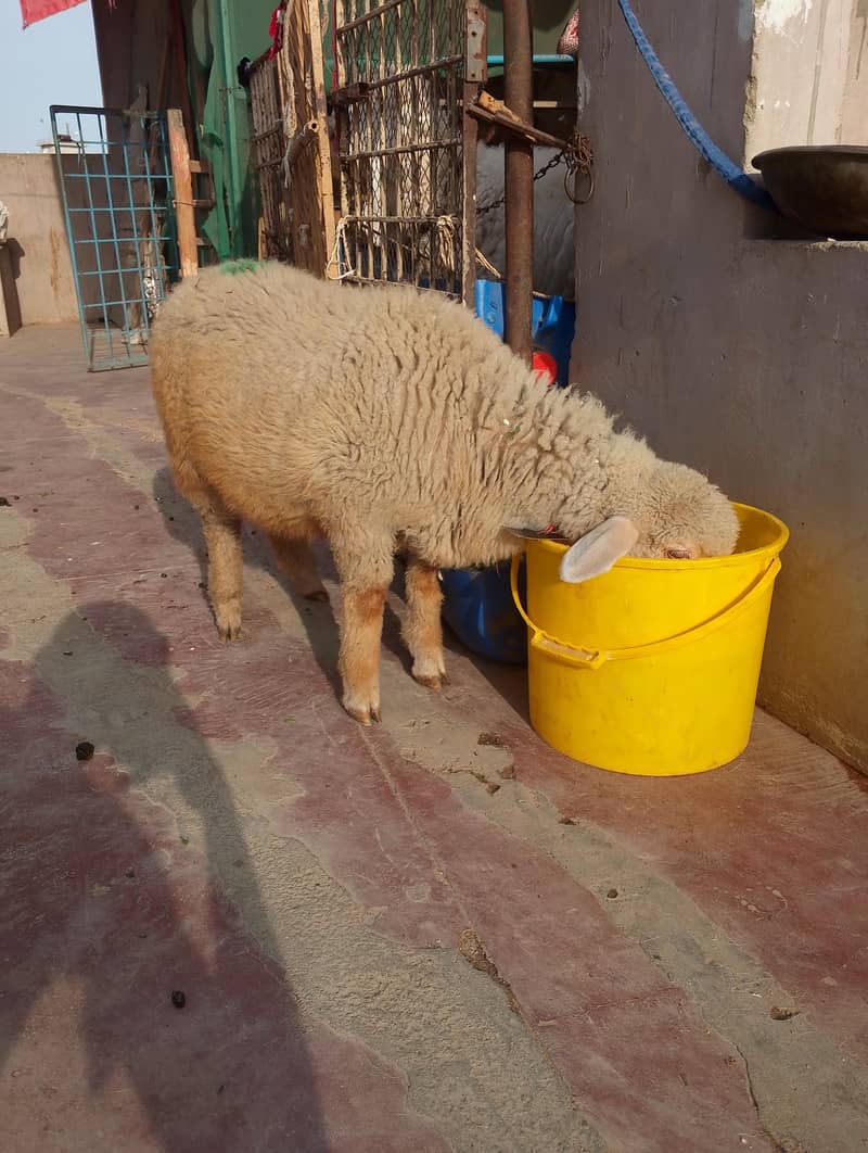 long tail top class 3