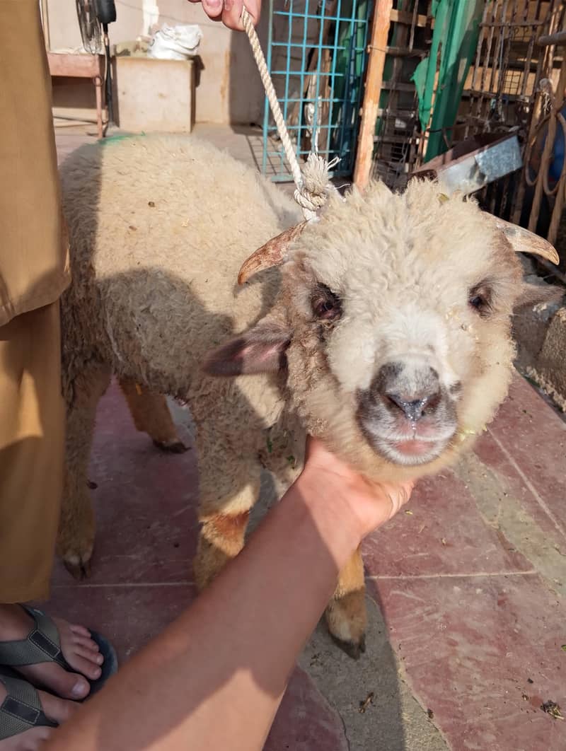 long tail top class 5