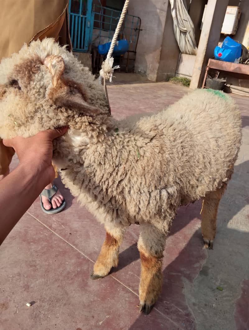 long tail top class 6