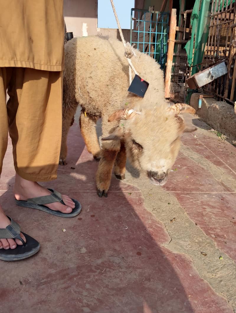 long tail top class 7