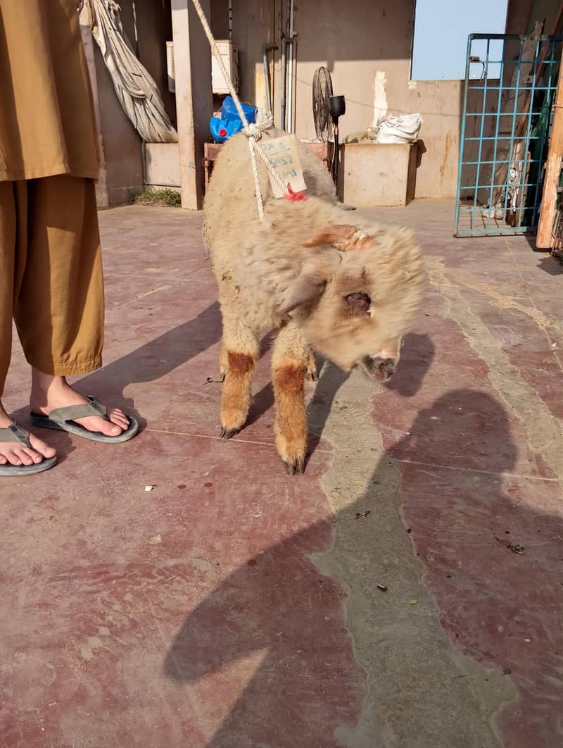 long tail top class 8