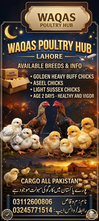 chicks available