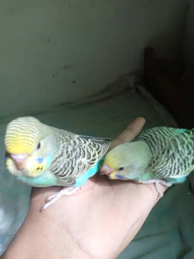 budgie chick friendly  WhatsApp number 03057904780