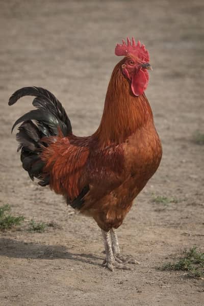 Desi Murgha.  03115326120