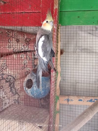 cocktail for sale pair