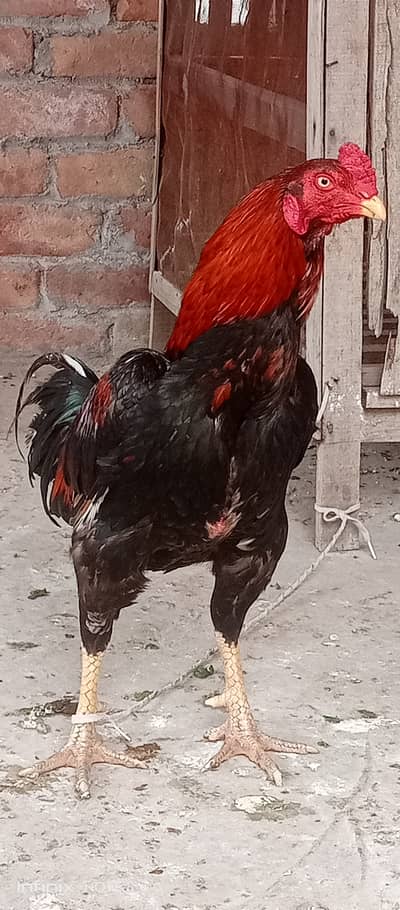 13 month bird 2800 gram weight