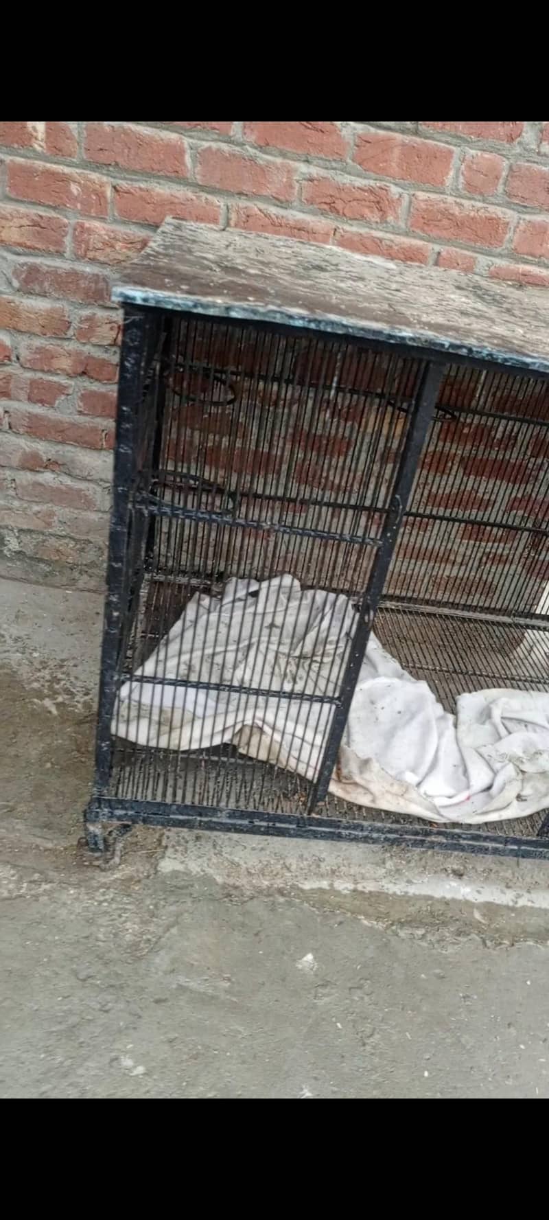 یہ کیج فور سیل ہے یہ تقریبا چار فٹ اس کی لمبائی ہے تین فٹ اونچائی ہے 2