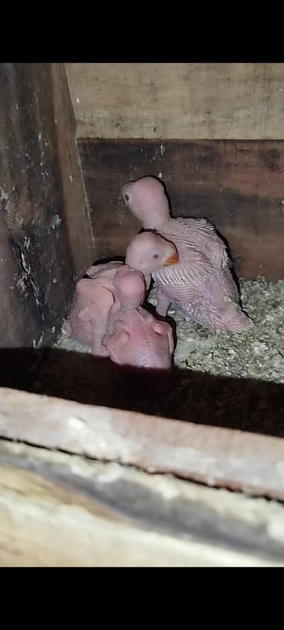 yellow Ringneck Homebreed