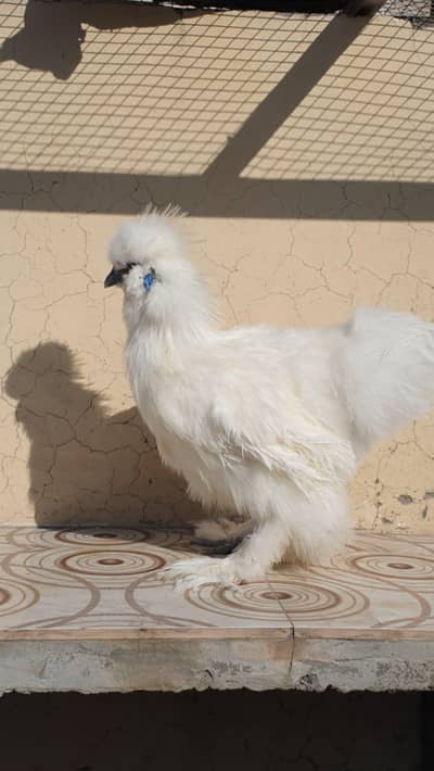 Silkie Male