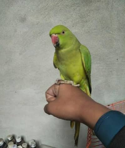 handtame hai hath sai khana khata hai cage sath gift