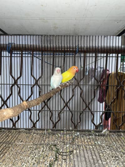 Latino pasnata and doves