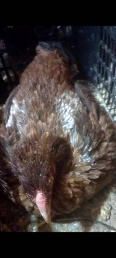 aseel kurak madi | kurak hen | kuruk murgi | broody hen