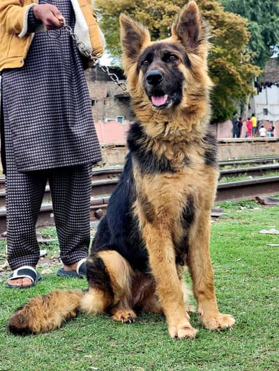 biljum shepherd security female breedar for sale