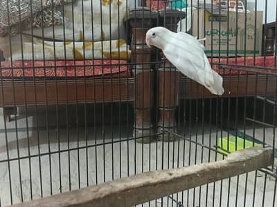 Love birds 2 pair with cage