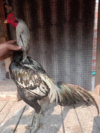 Aseel Thai / burmi / shamo / Saigon breeder murga for sale