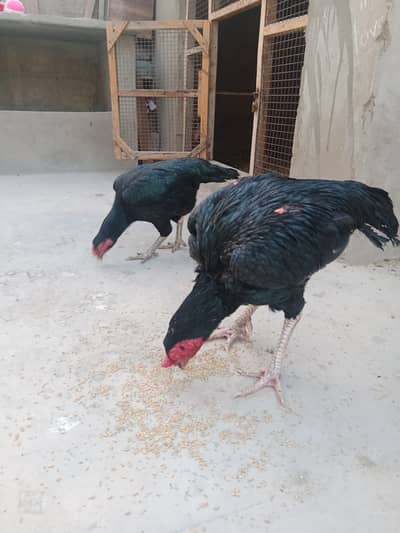 Mushka pair 03452154178