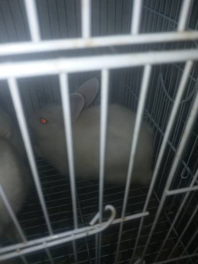 3.5 months rabbits hai all active hai