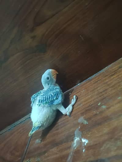 Mother  feed Raw chicks