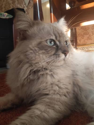 siberian and tabby mix male cat