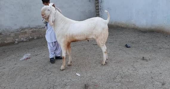 Qurbani ke Liye Bakra for sale/ +03225280183