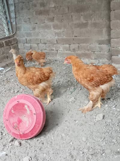 Chicks Fancy Hens