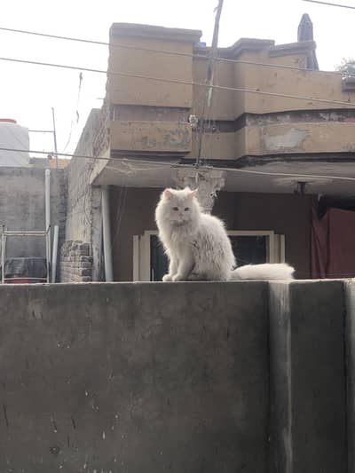 Persian cat